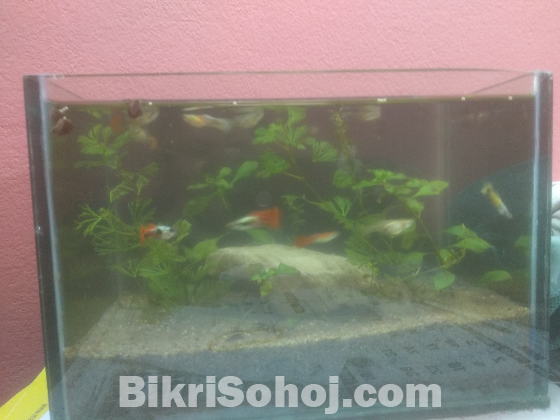 Tank plants and guppy fish